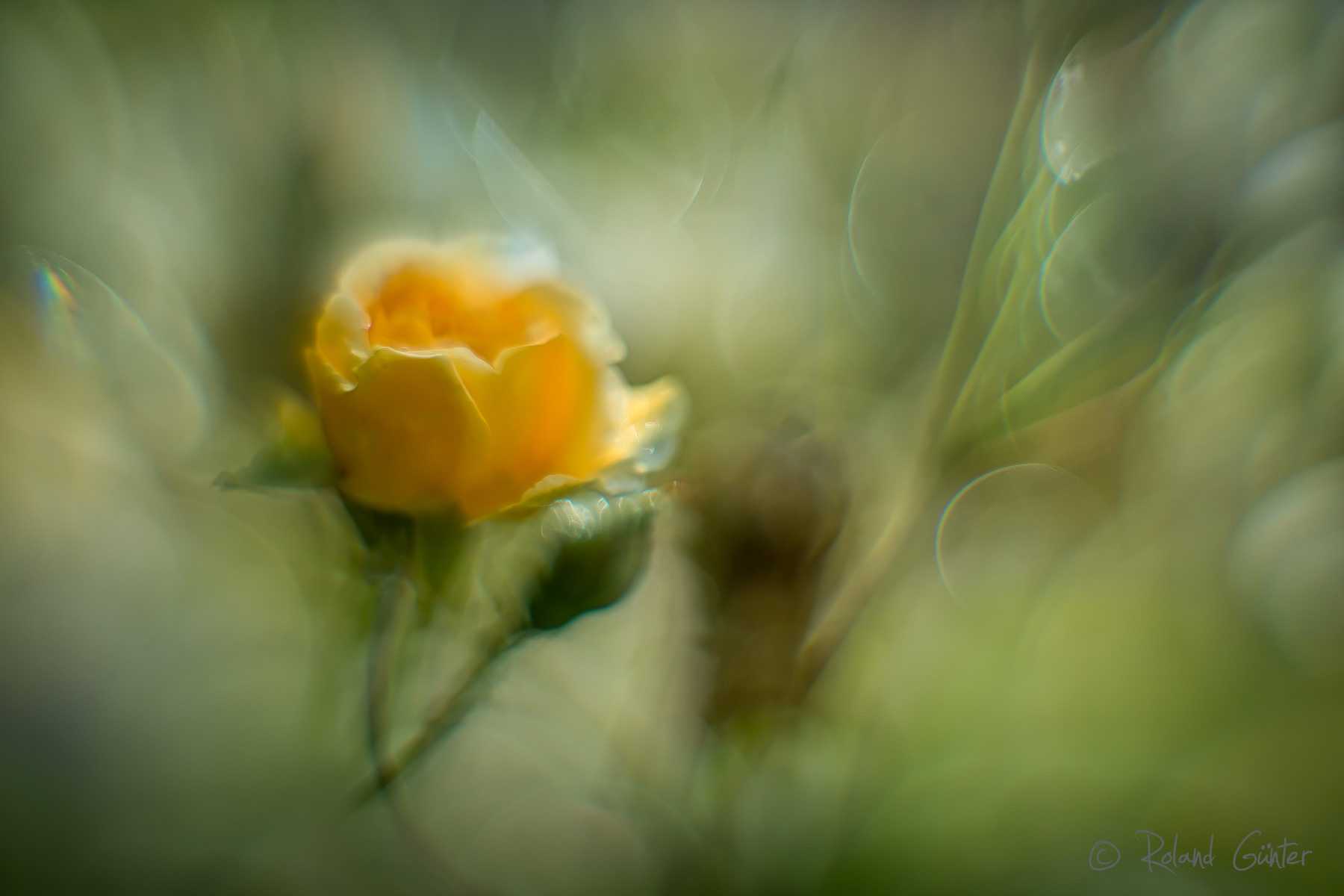 Historische Rose ´Buff Beauty´; © Roland Günter