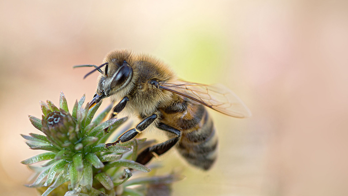 Honigbiene - Valentin Gutekunst