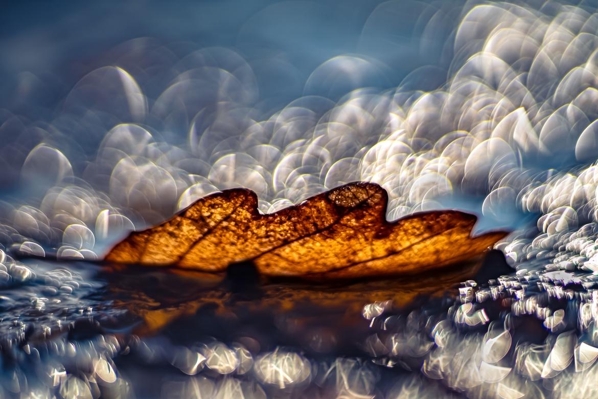 Blatt in gefrorener Pfütze 