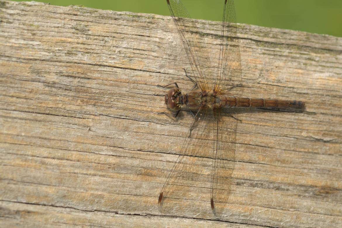Libelle etwas heller