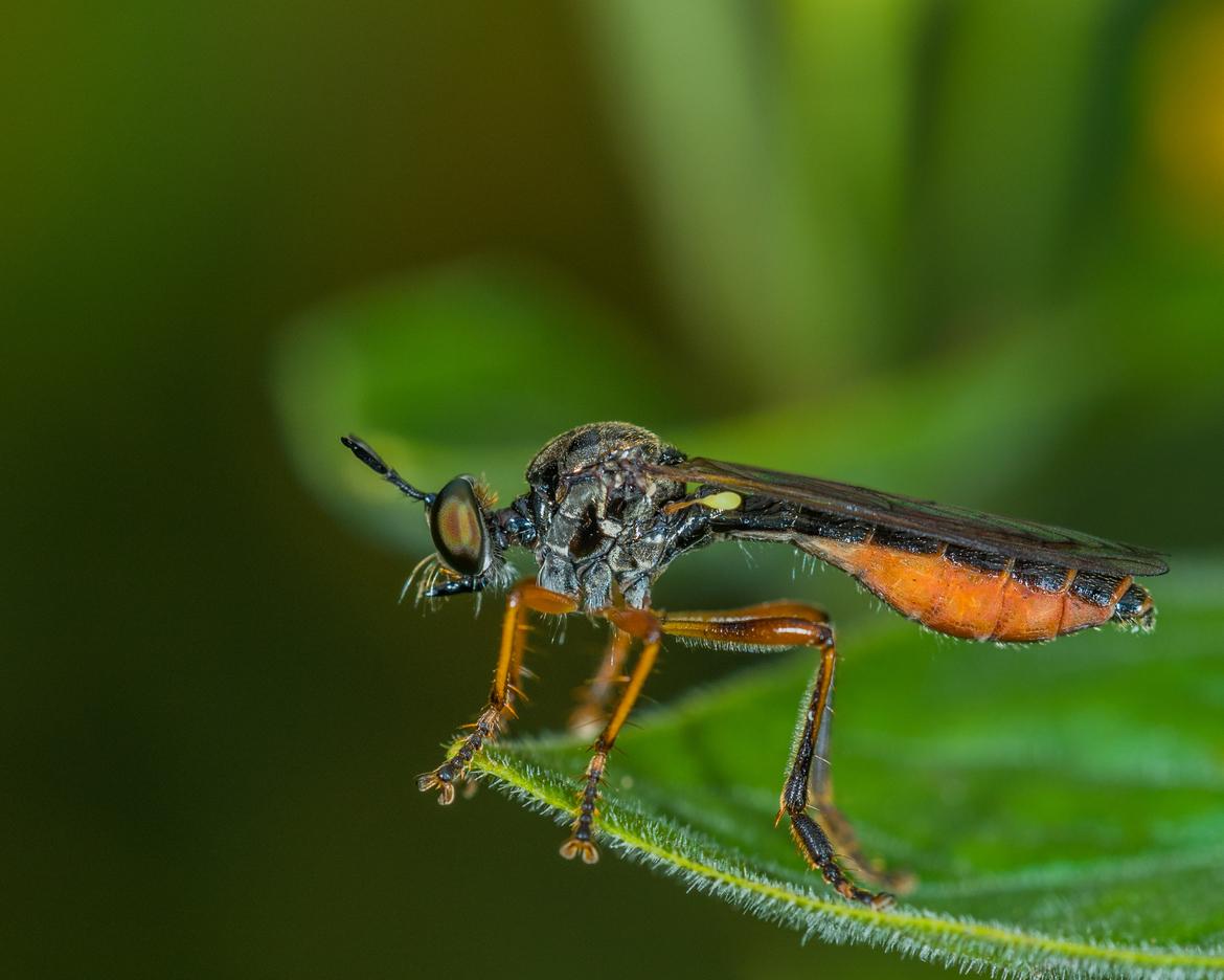 Fliege