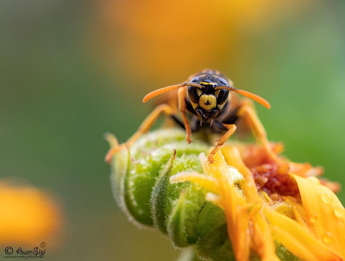  Polistes dominula