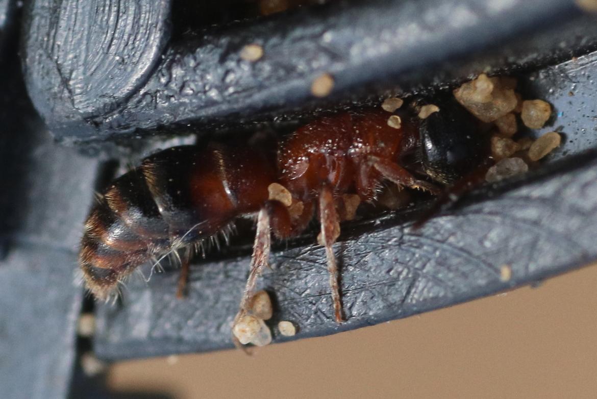  Myrmosa atra [Myrmosa atra Panzer,1801 ]