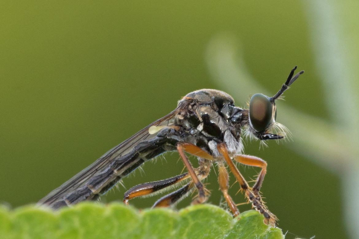 Mir unbekannte,sehr anhängliche und neugiereige Fliege(?) Wer kann das Tierchen zuordnen?
