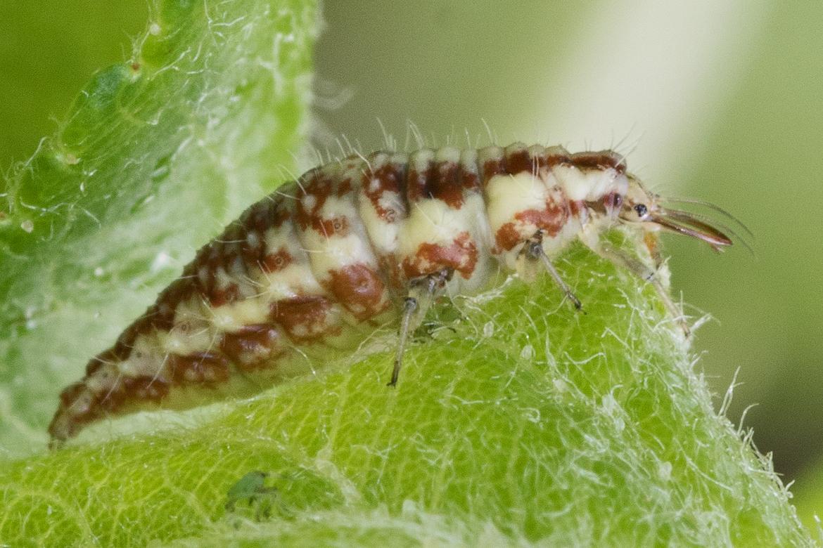 Mir unbekannte Larve auf einem Apfelbaum - Bestimmung gesucht