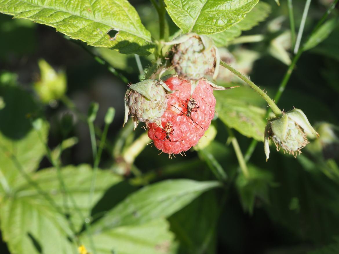 Insekt an Himbeeren