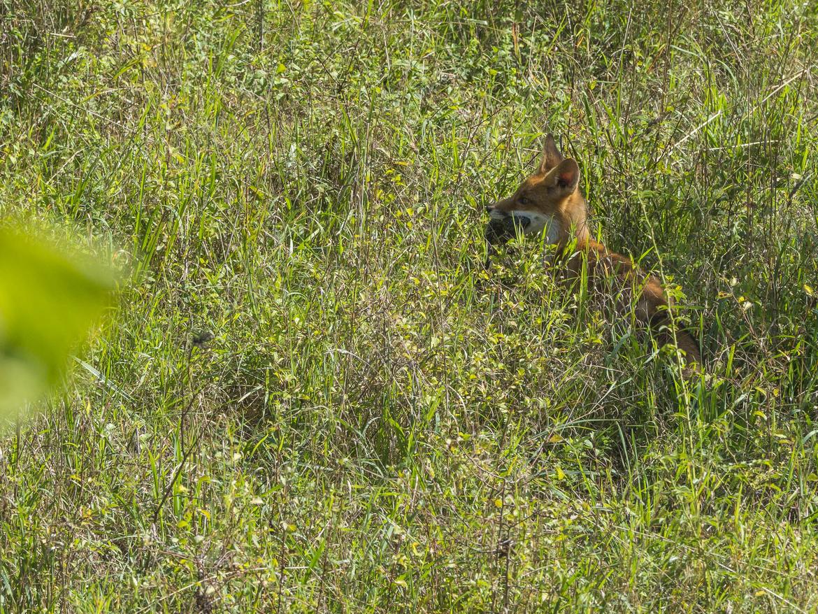 Fuchs