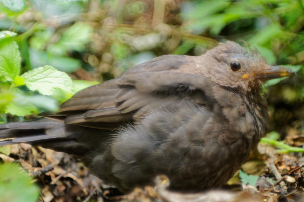 Amsel