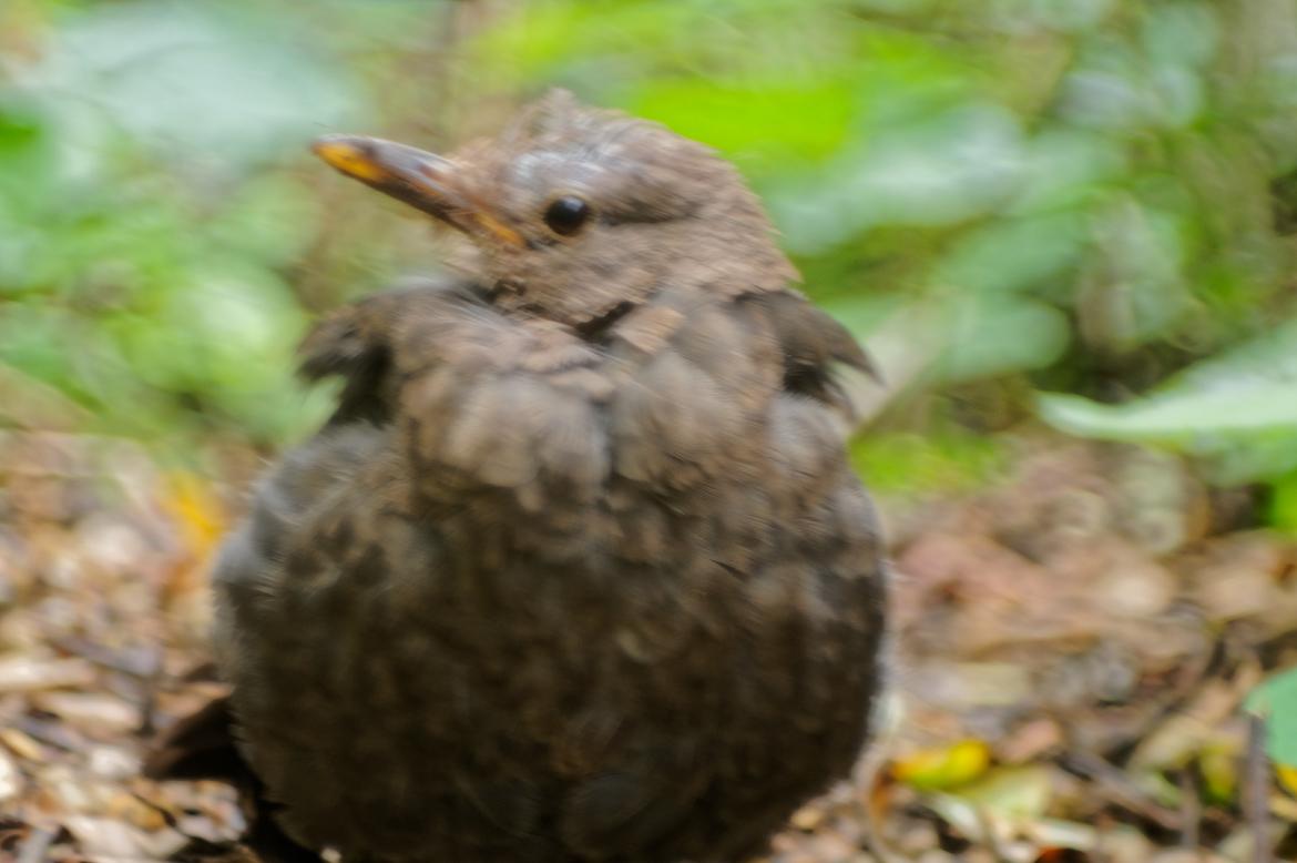 Amsel