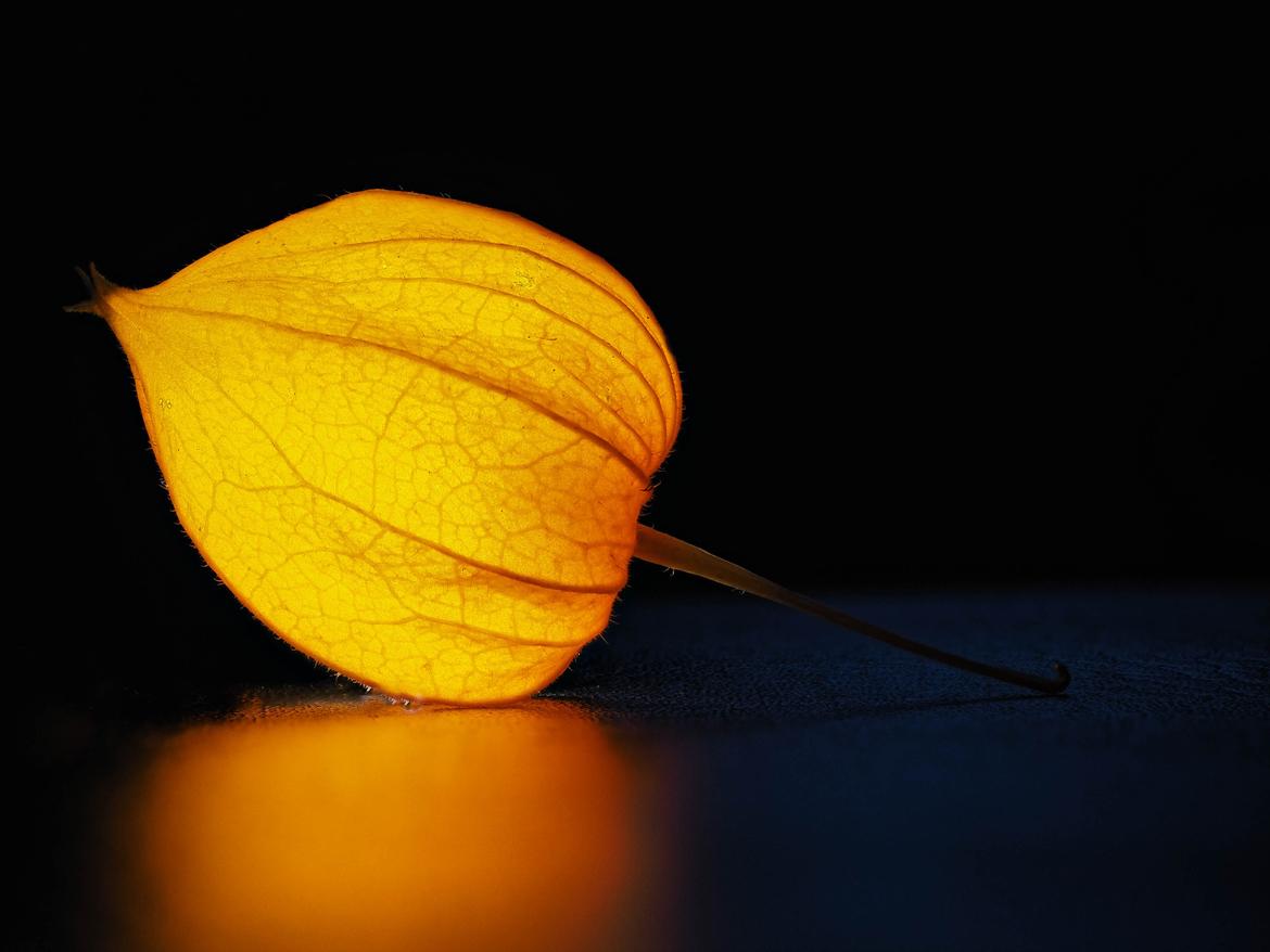 Lampionblume