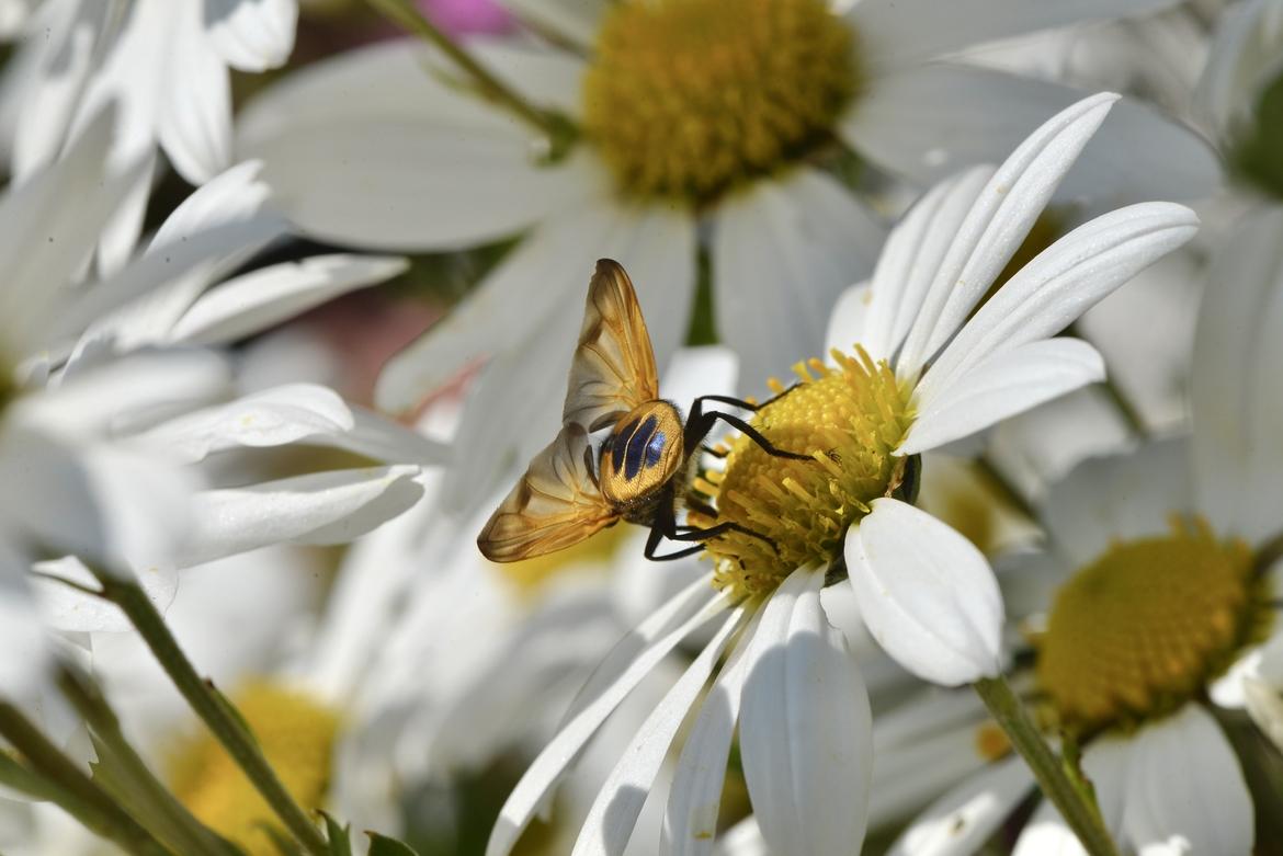 Fliege1