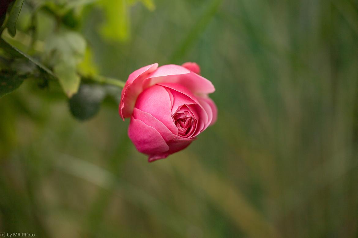 Rosenversuch