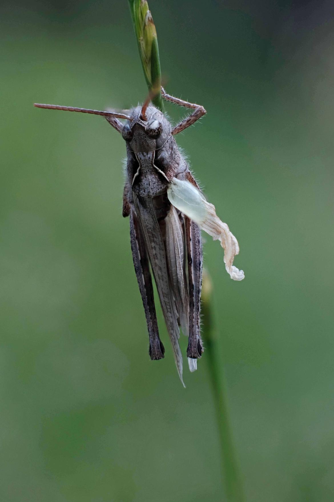 Entdeckung im Garten I