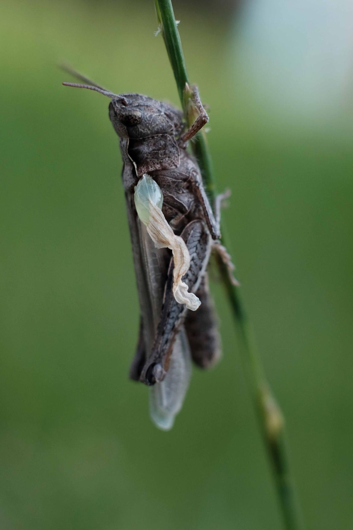 Entdeckung im Garten II