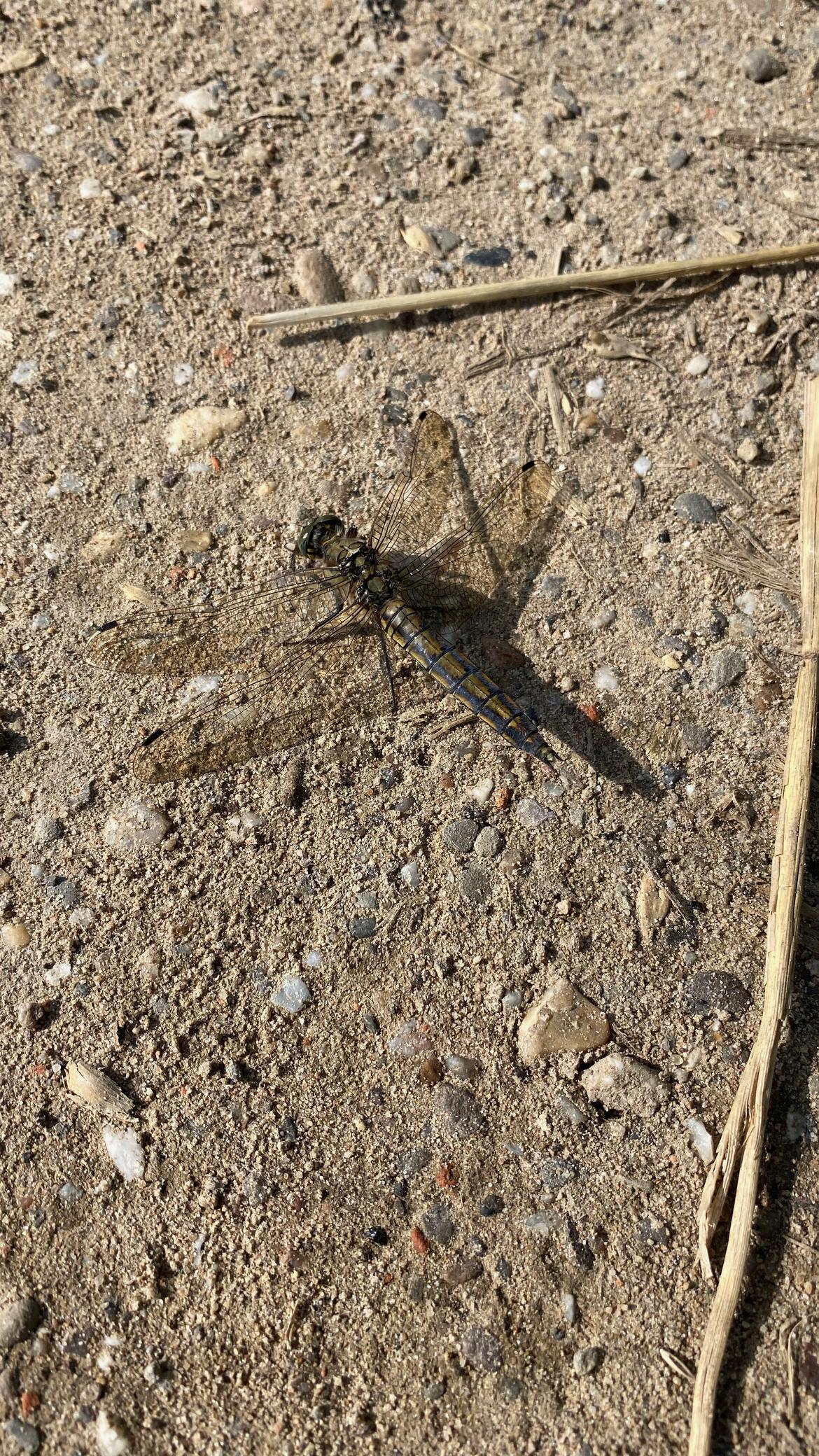 Libelle1