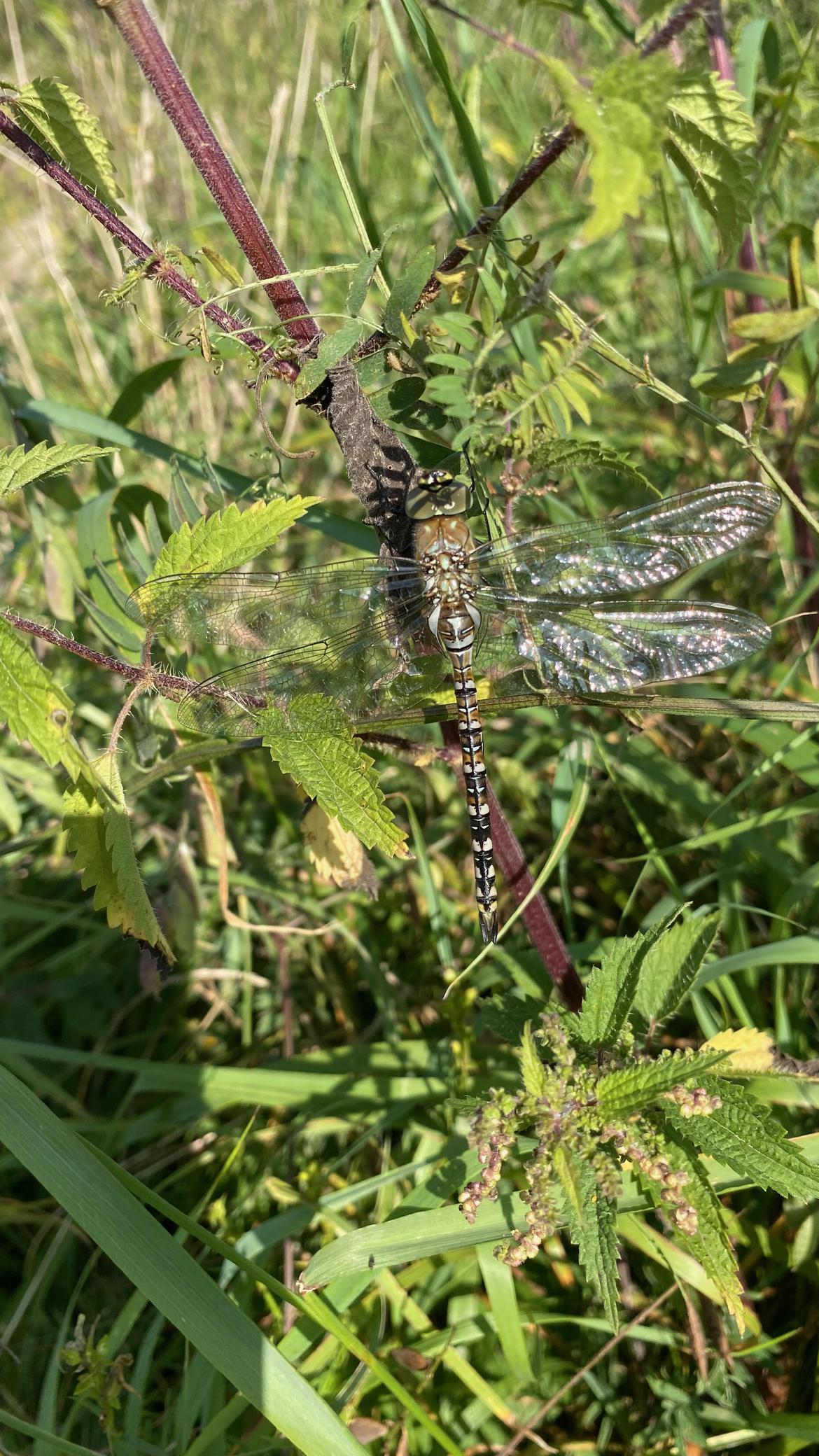 Libelle2 getarnt