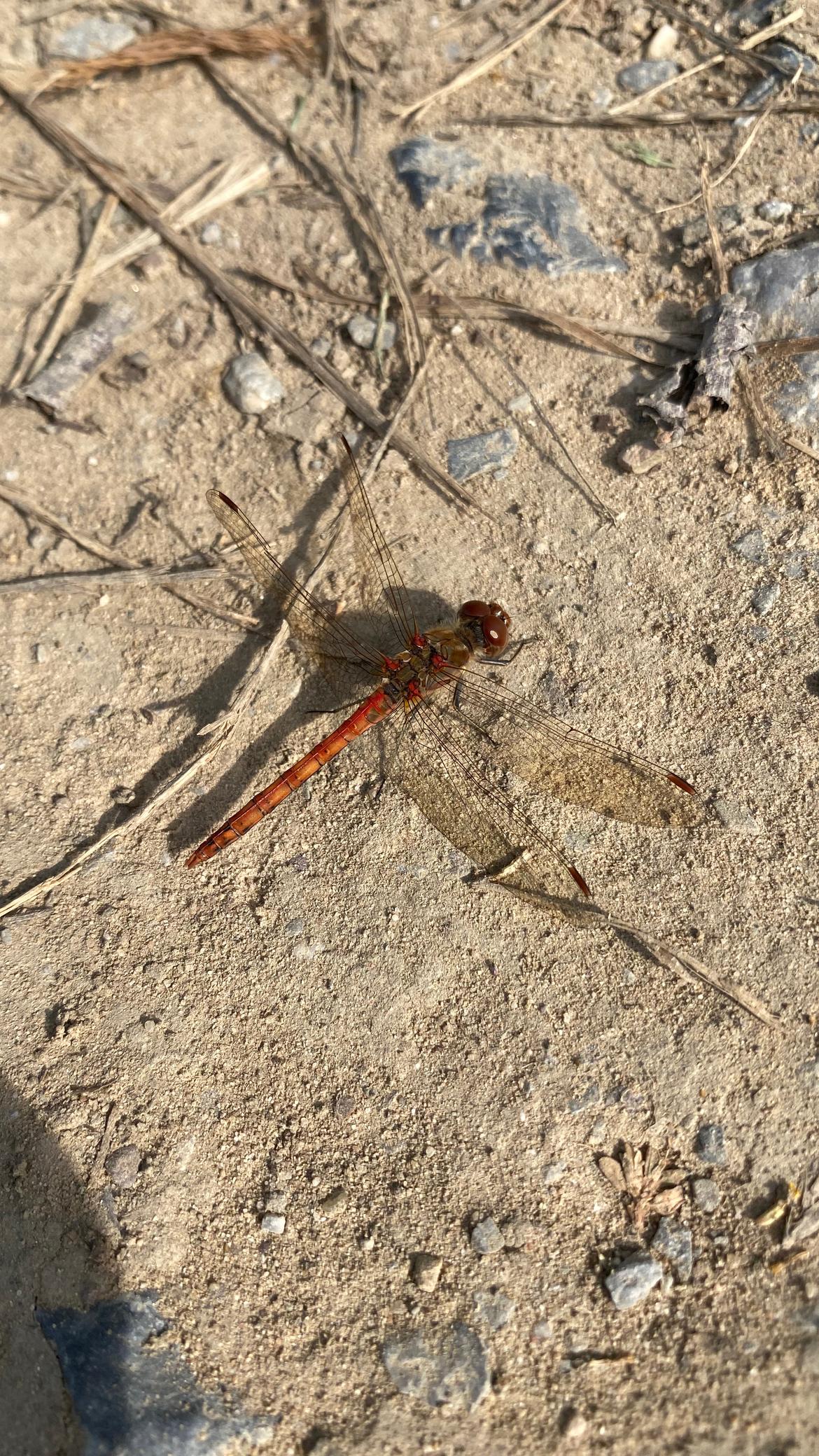 Libelle4  gemeine Heidelibelle?