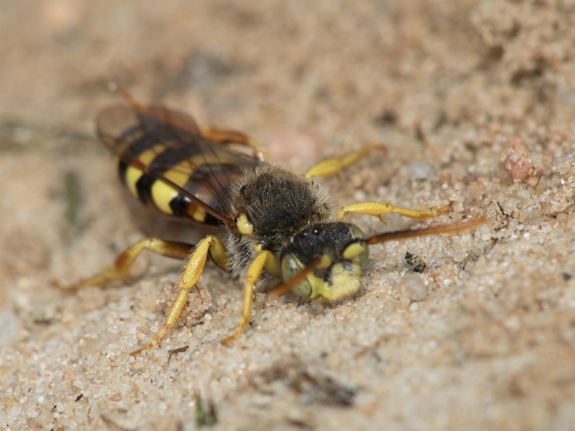 Gelöst: Kuckucksbiene Nomada lathburiana ♂