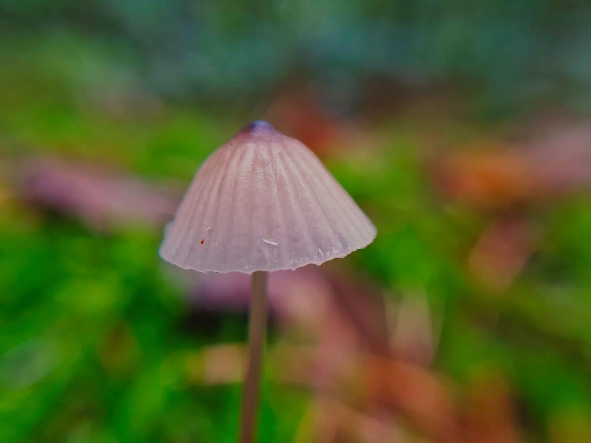 Pilz