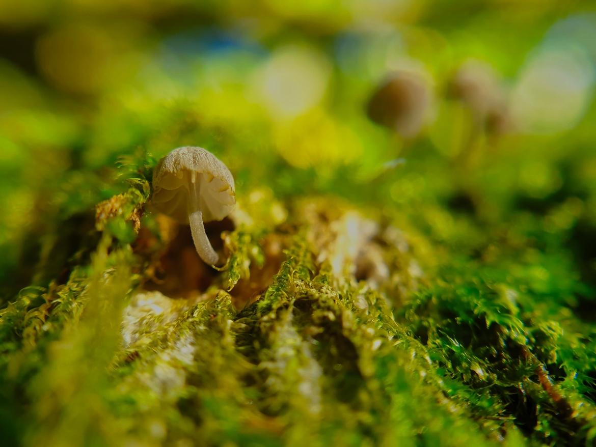 Pilz