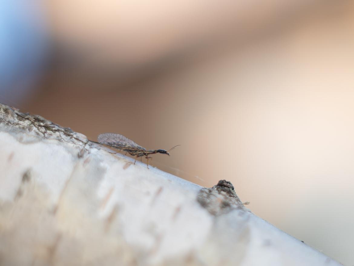 Insektenname?