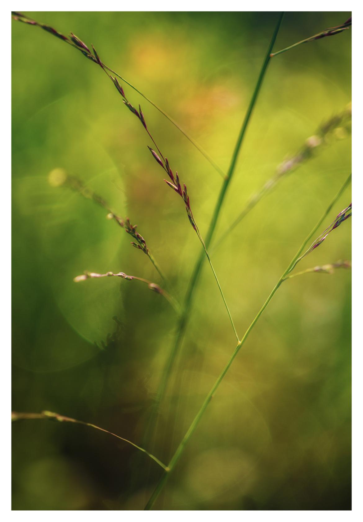 ... Kilar f3.5/90mm bei Offenblende ...