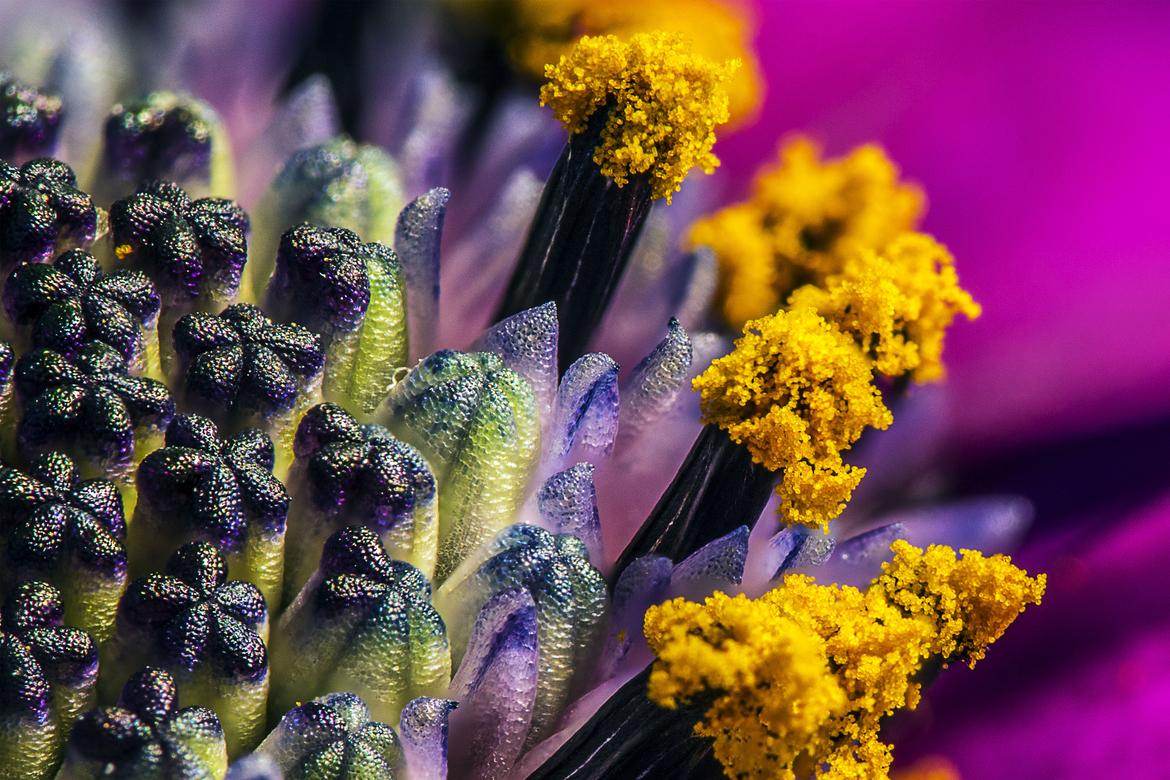 Stack-Beispiel Bornholm-Margerite (Osteospermum ecklonis)