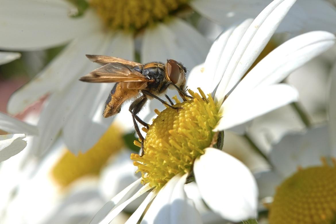 Fliege2