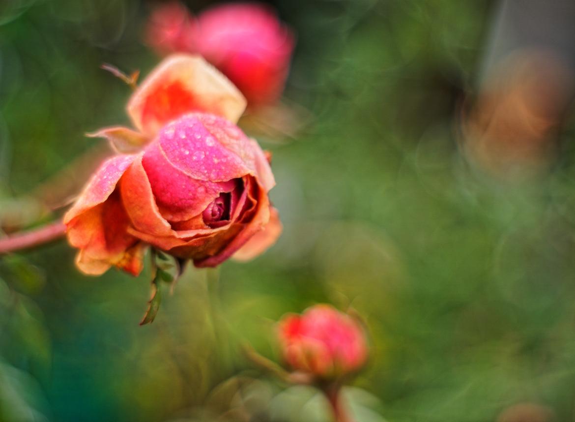 Rose