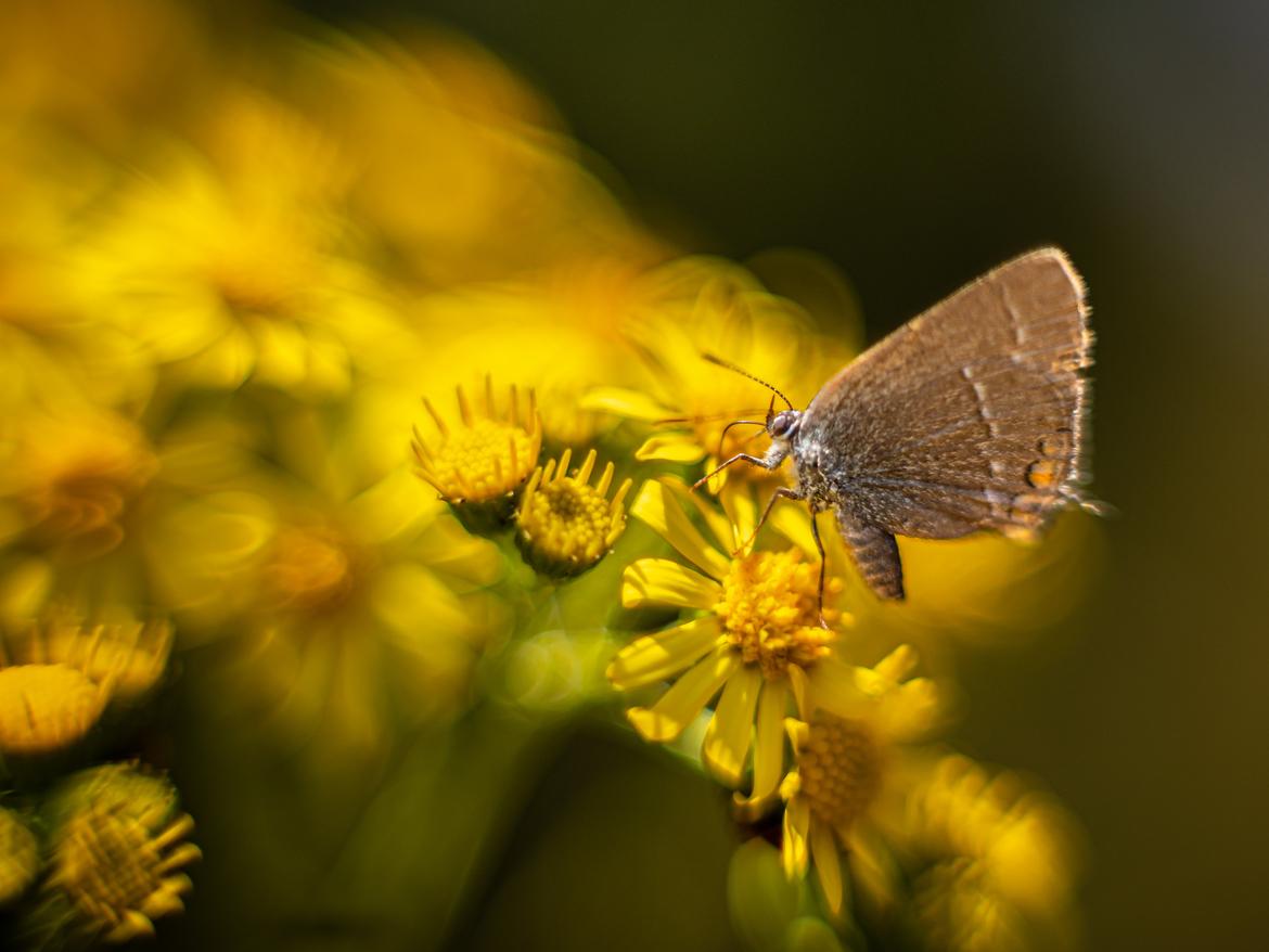 Bild 2 in 4:3 mit Crop