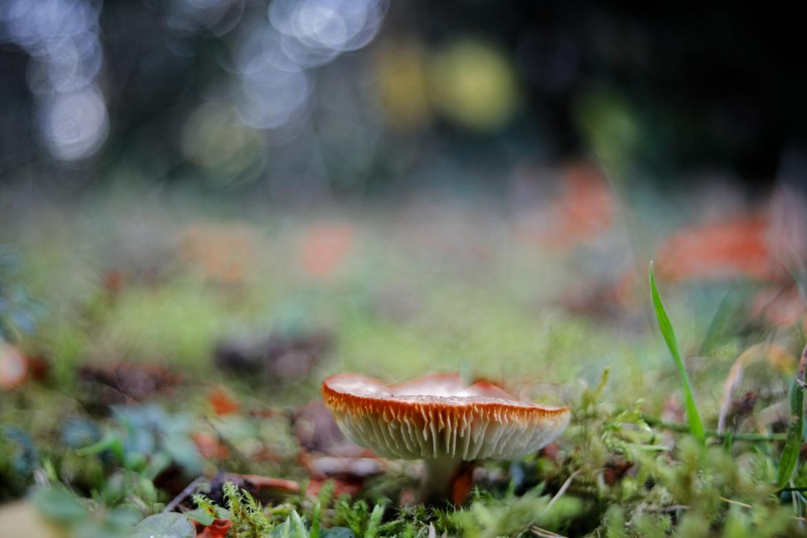 Pilz