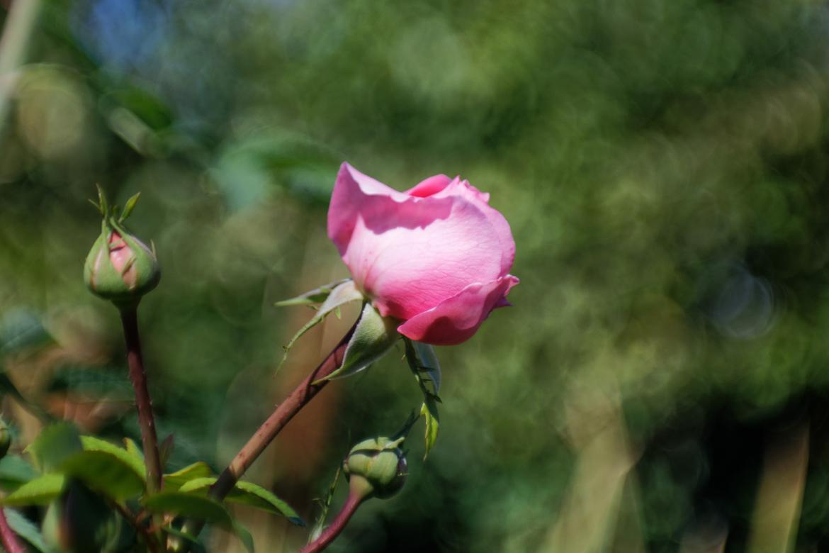Test