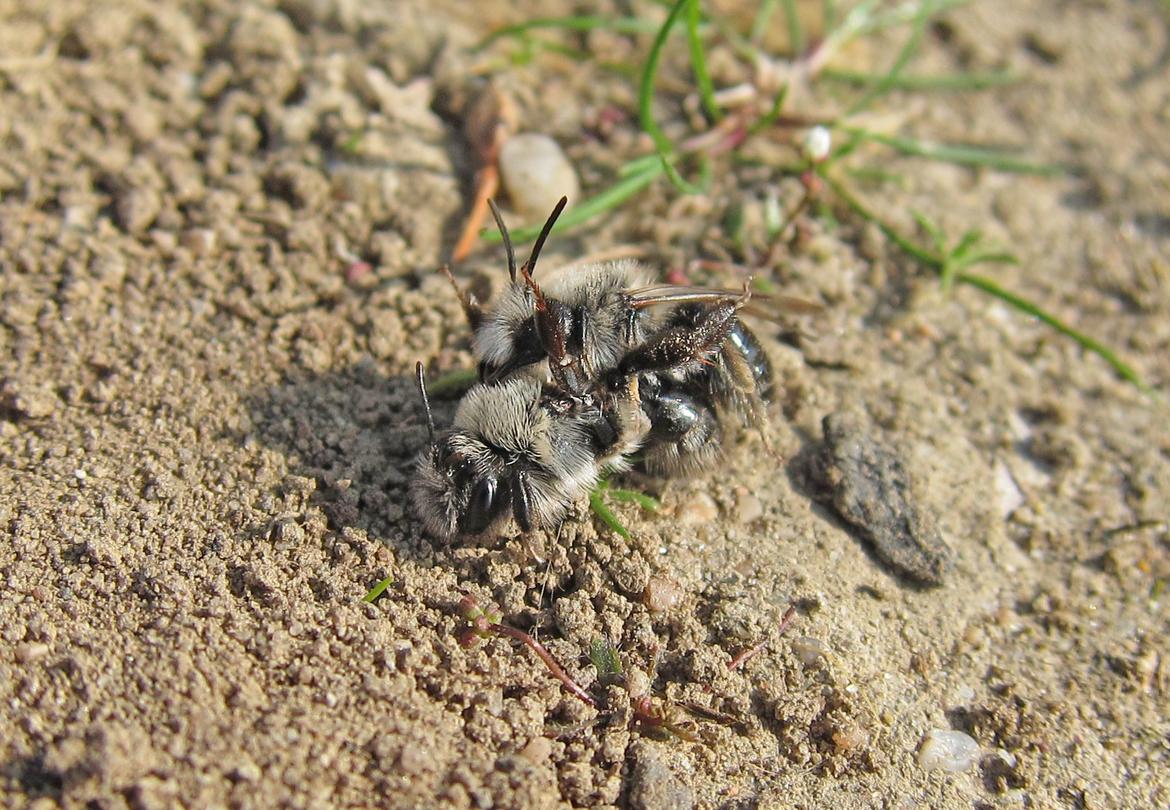 Weiden-Sandbiene (Andrena vaga) - Kopula