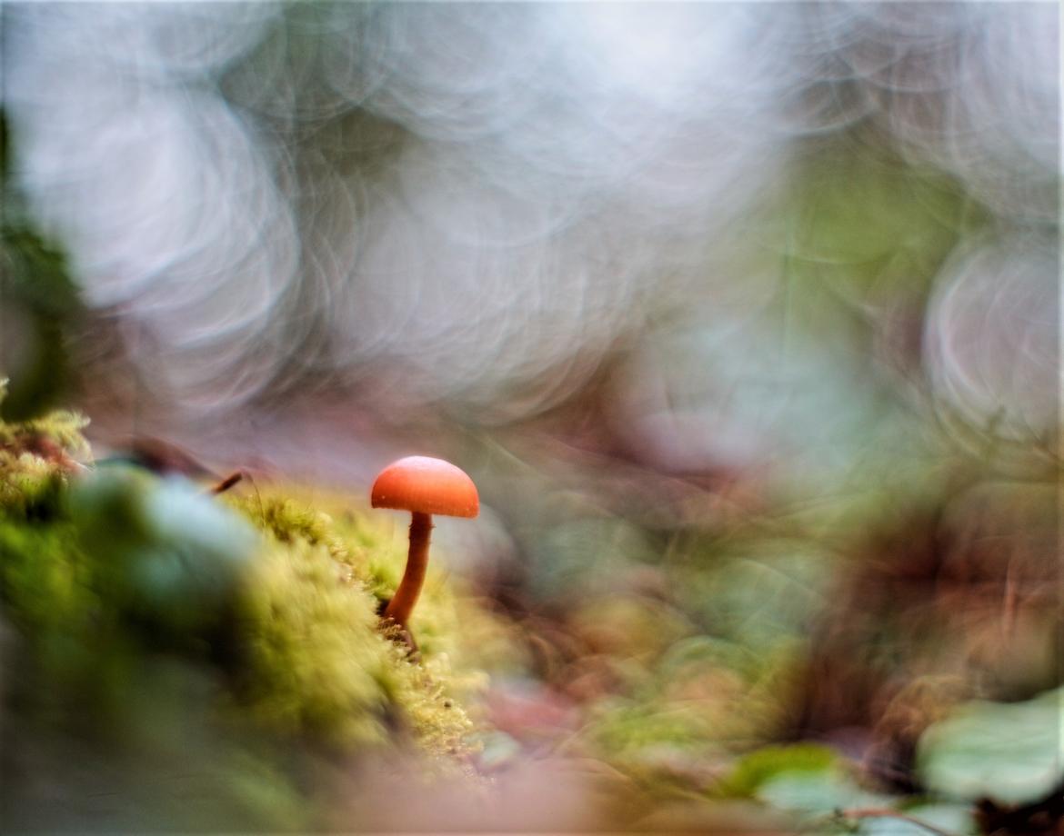 Pilz