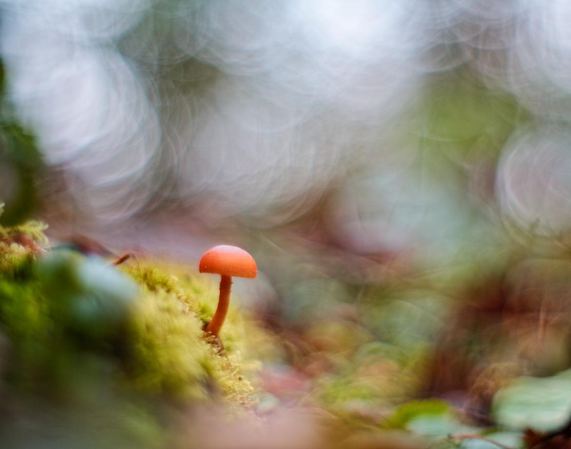 Pilz