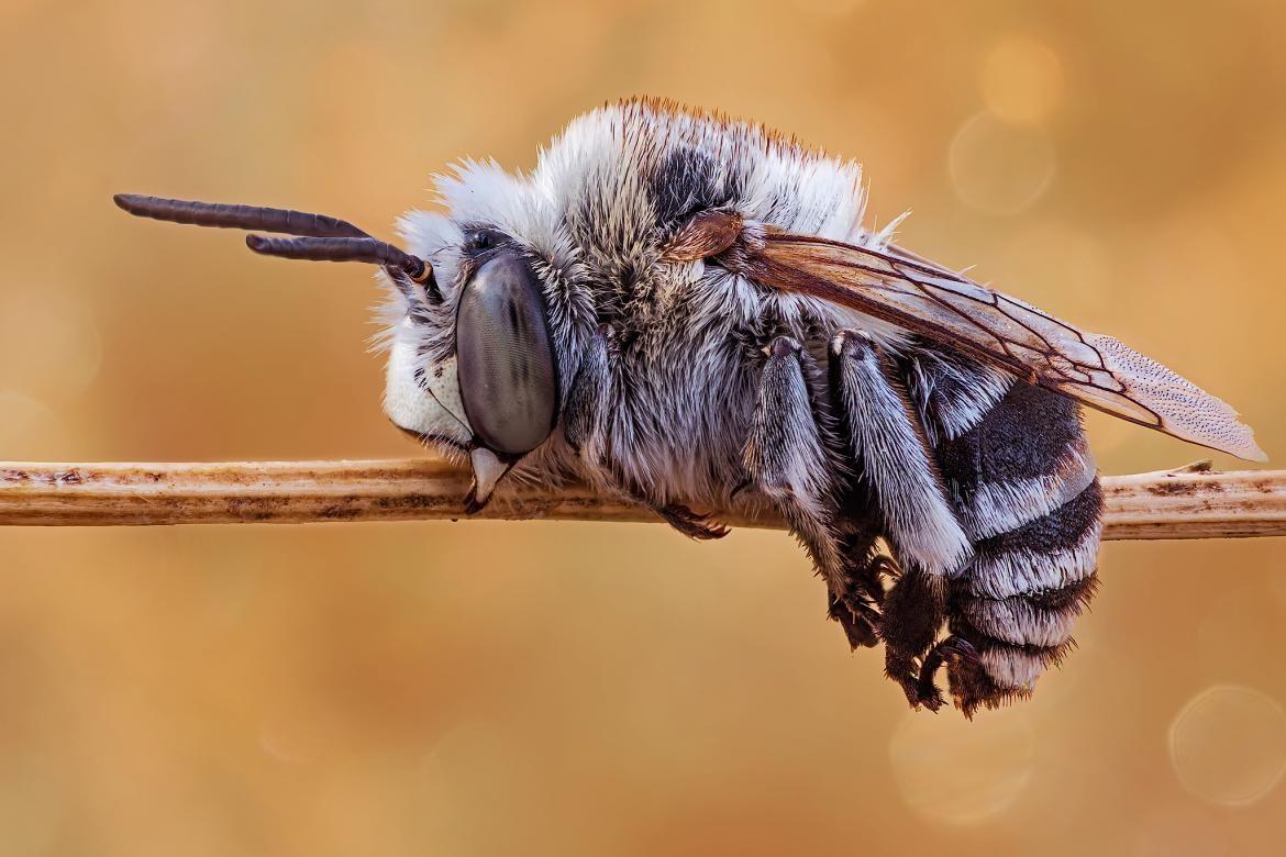 Schlafstellung - Wildbiene (Amegilla albigena) von Marco Wirth