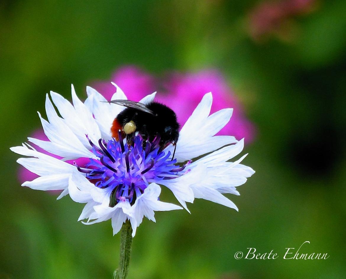Kornblume weiß mit Hummel