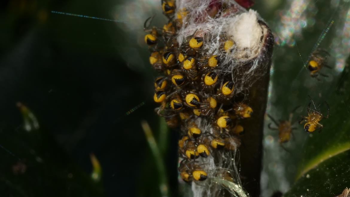 Das ist aus dem Nest geworden - Massenschlupf von Spinnen