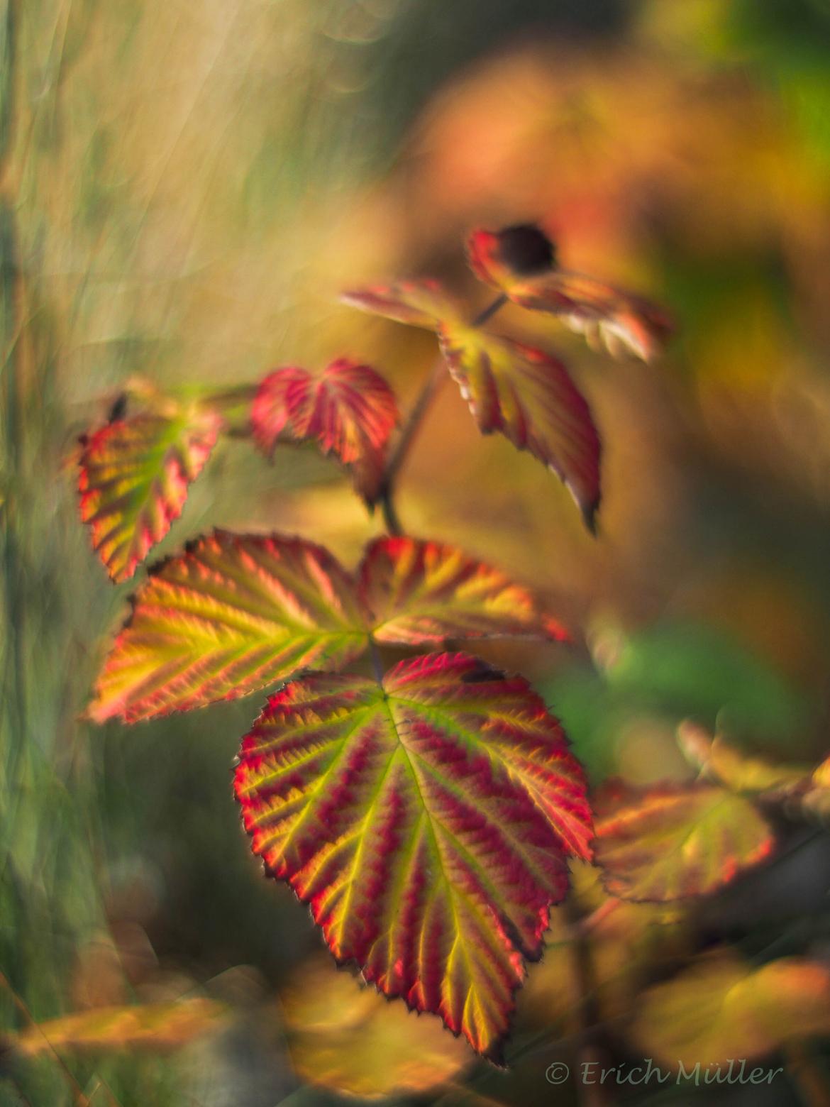 Goldener November