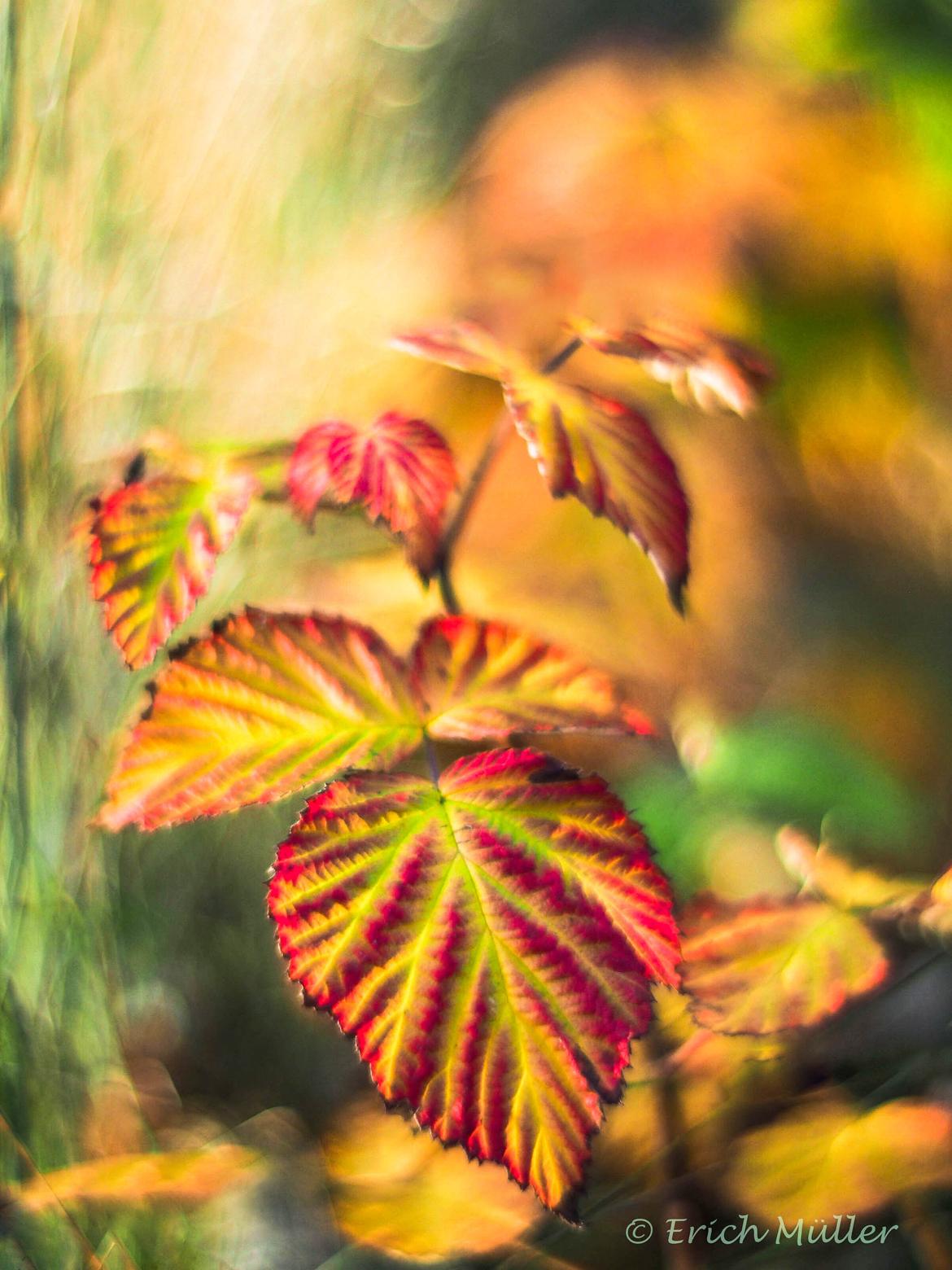 Herbst
