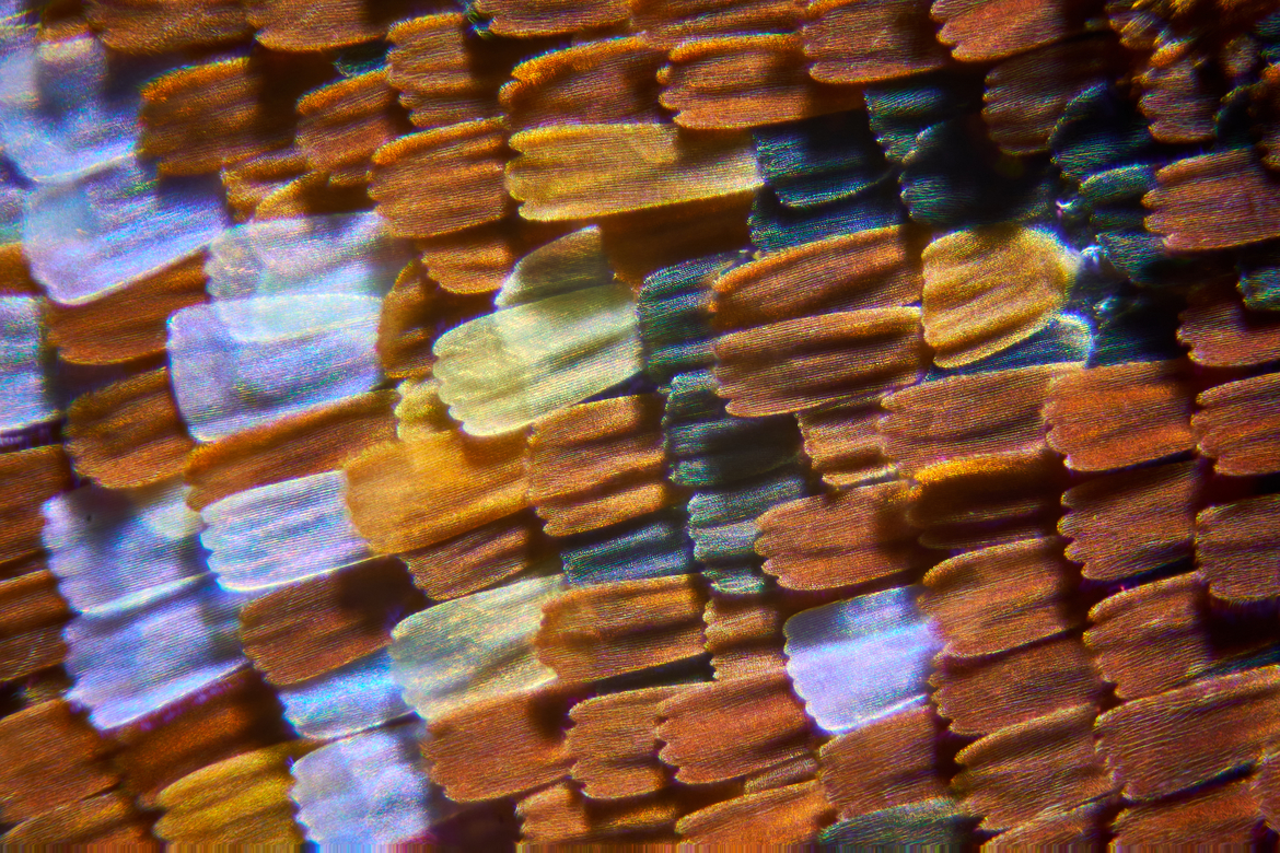 Pfauenauge mit Zeiss Luminar