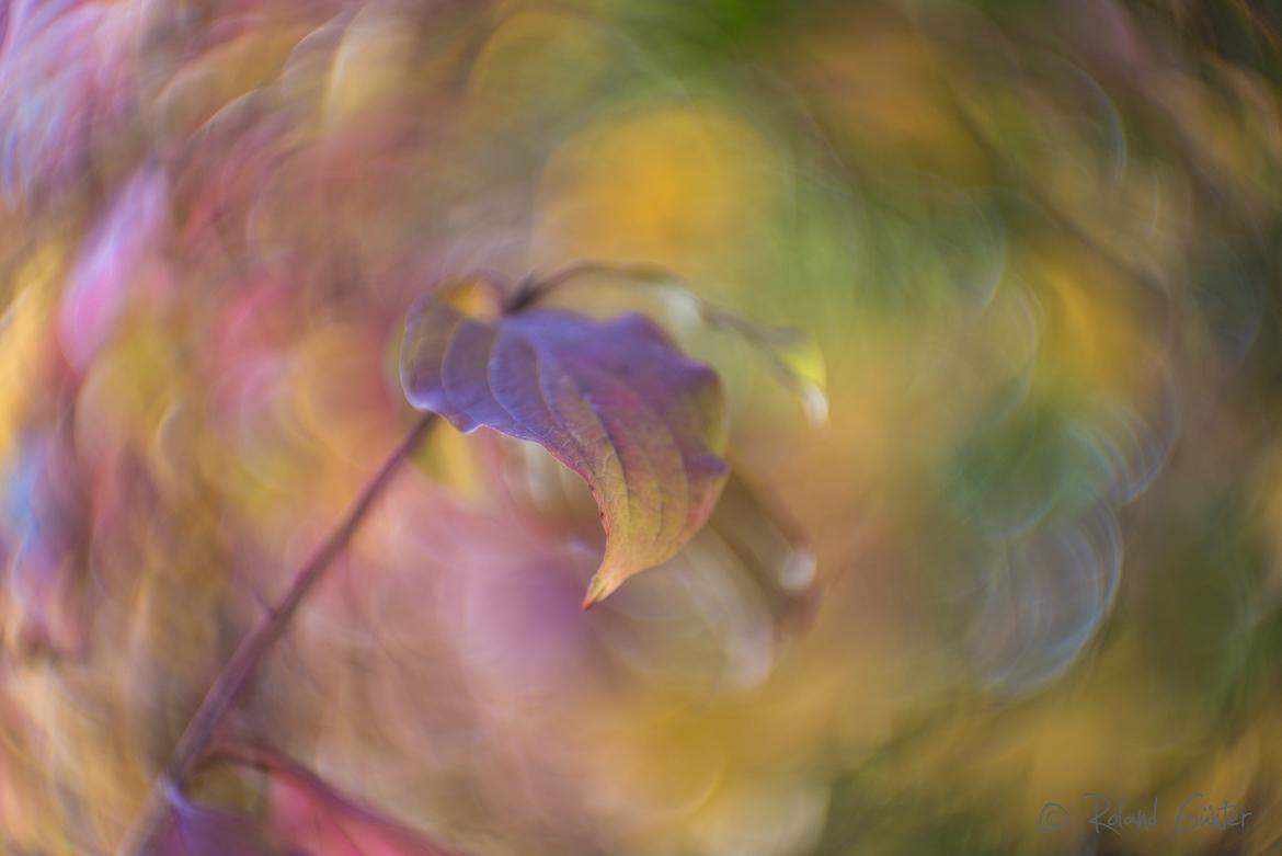 Roter Hartriegel; © Roland Günter