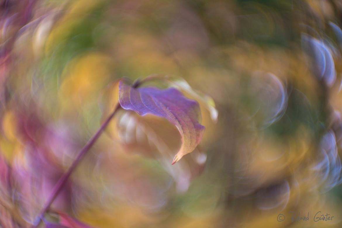 Roter Hartriegel; © Roland Günter