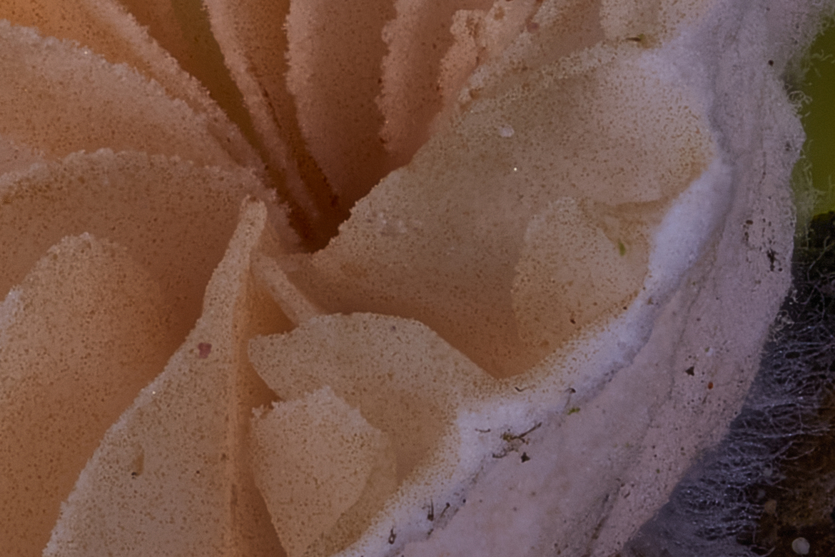 Lamellendetail