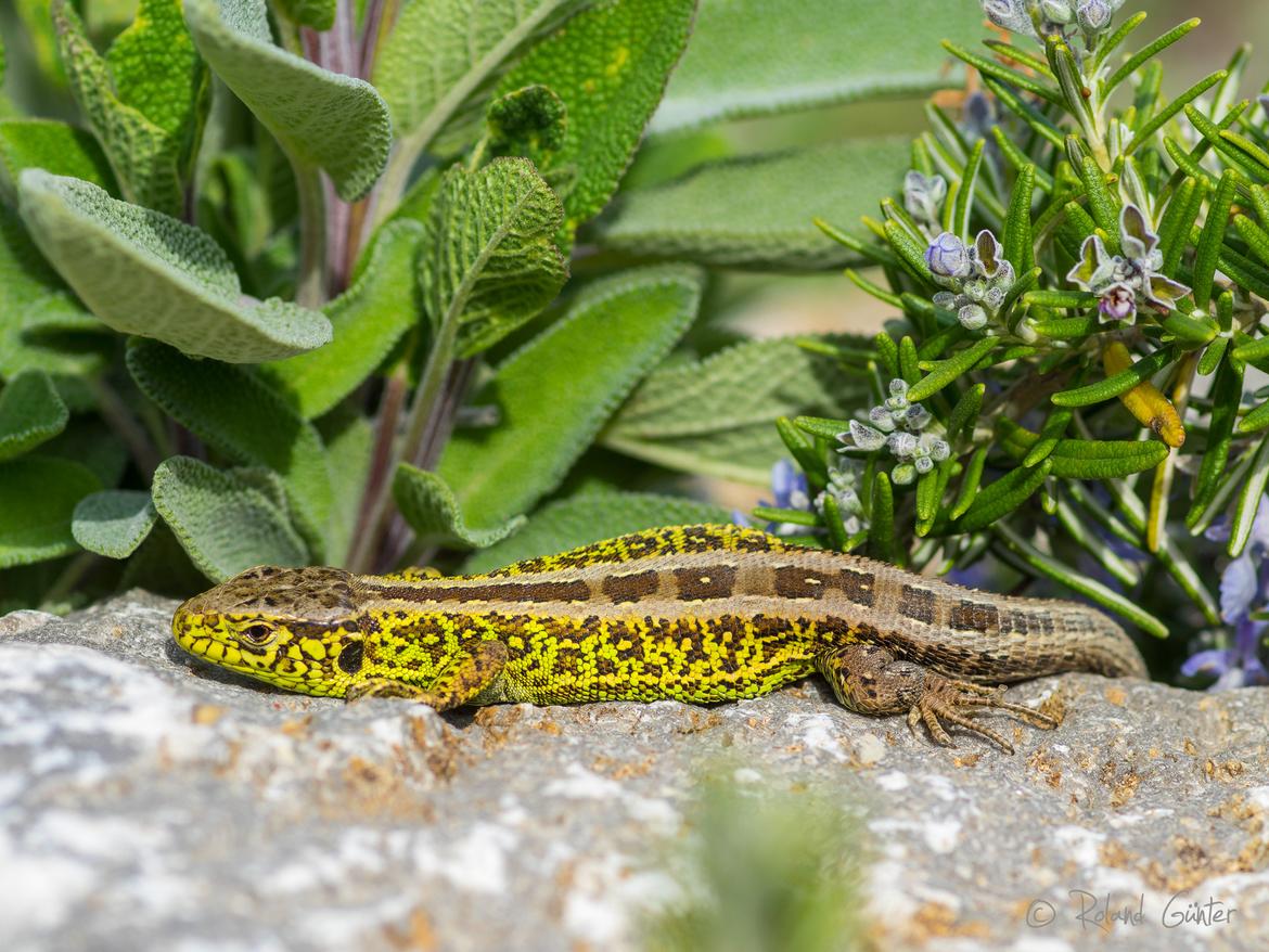 Zauneidechse (Lacerta agilis) im Balzkleid