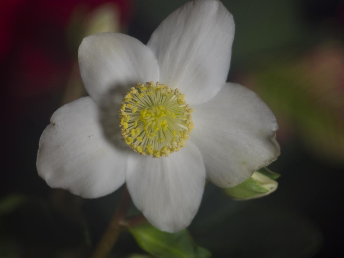 Christrose mit Ennagon
