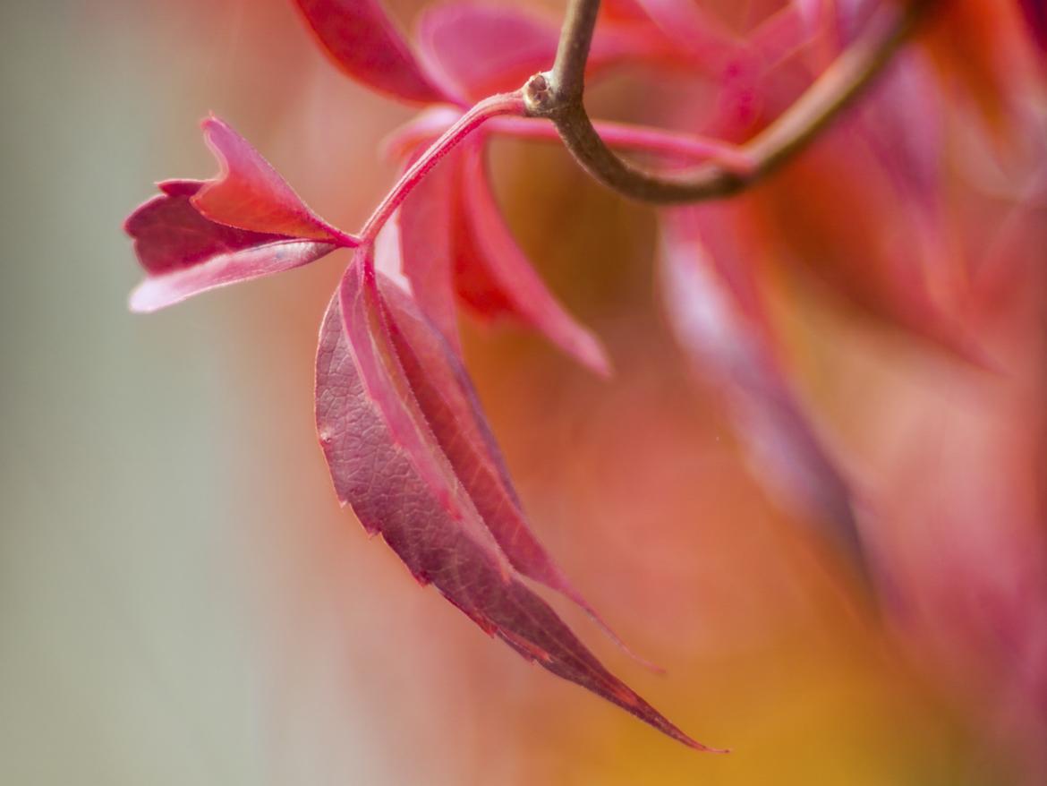 Herbstfarben
