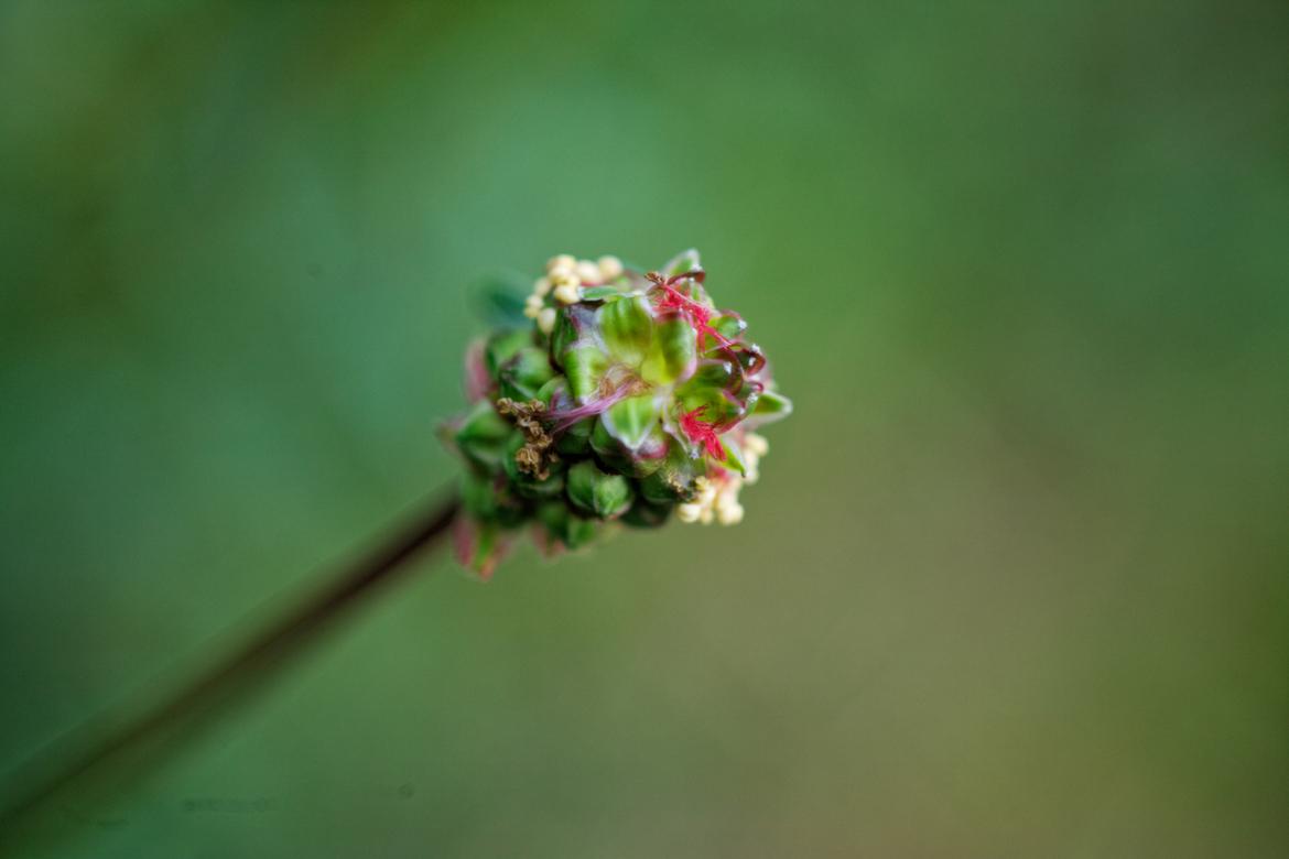 Wiesenknopf