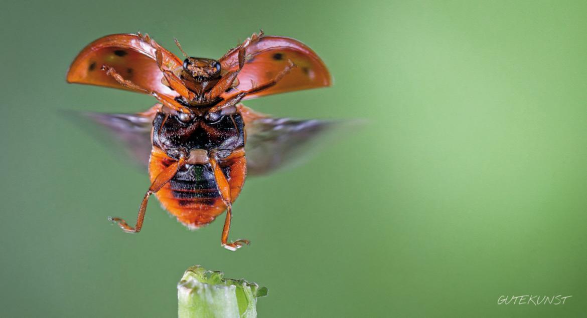 Ich heb' ab, nichts hält mich am Boden - Valentin Gutekunst