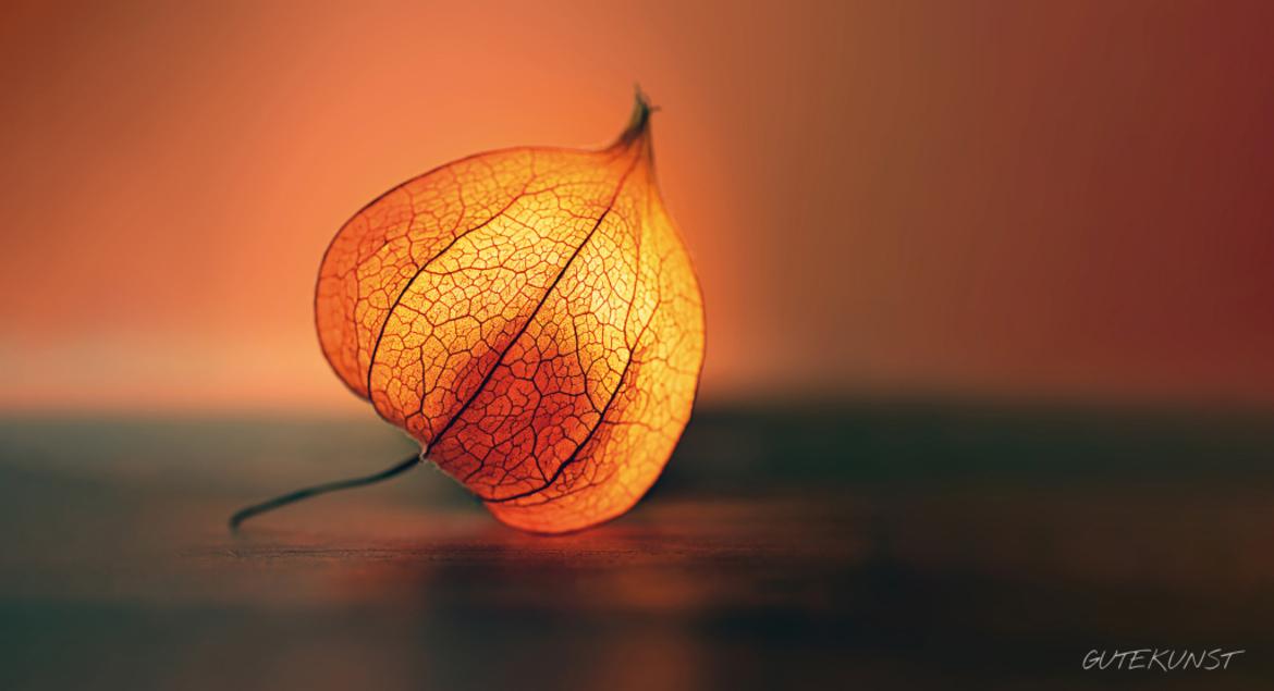 Leuchtende Physalis - Valentin Gutekunst